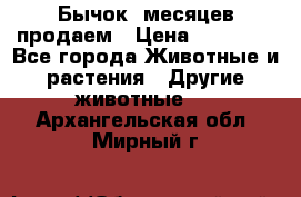 Бычок 6месяцев продаем › Цена ­ 20 000 - Все города Животные и растения » Другие животные   . Архангельская обл.,Мирный г.